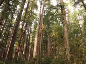 Toth & Associates Announces New Location in the Pacific Northwest